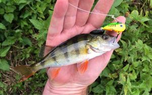 European Perch