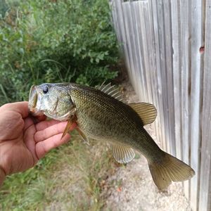 Largemouth Bass