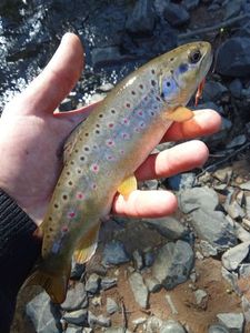 Brown Trout