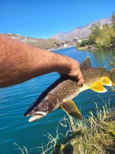 Lake Trout