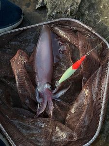 European Squid