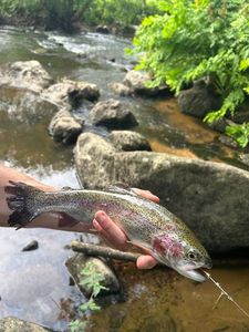 Rainbow Trout