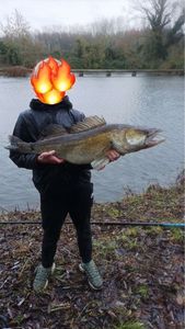 Zander