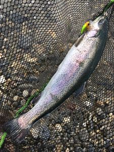 Rainbow Trout