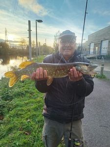 Northern Pike