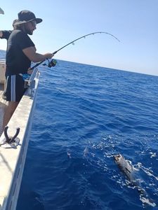 Bluefin Tuna