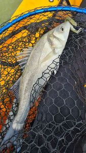 European Bass (Seabass)