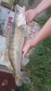 Zander