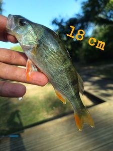 European Perch