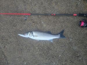 European Bass (Seabass)