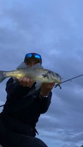 European Bass (Seabass)