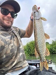 Northern Pike
