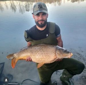 Common Carp