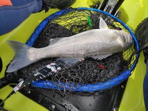 European Bass (Seabass)