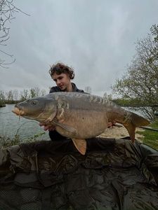 Mirror Carp