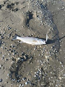 European Bass (Seabass)