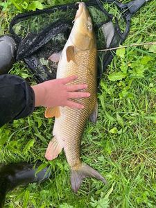 Barbel