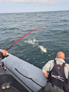Bluefin Tuna