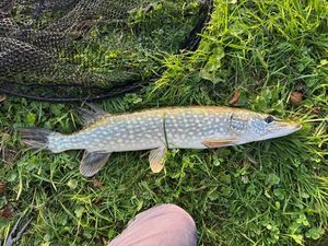 Northern Pike