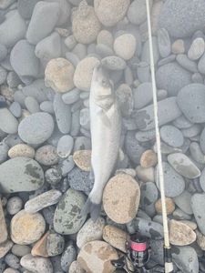 European Bass (Seabass)