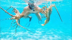 European Lobster
