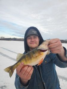 Yellow Perch