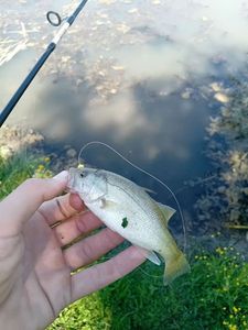 Largemouth Bass