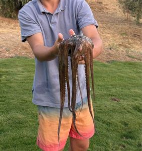 Common Octopus