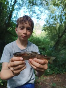 Brown Trout