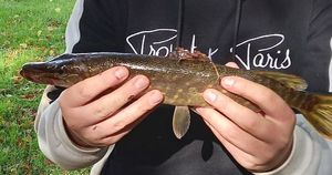 Northern Pike