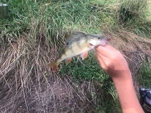 European Perch