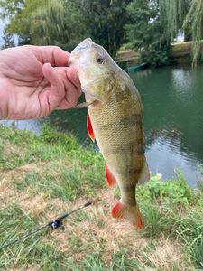 European Perch