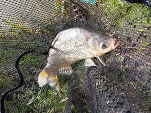 Crucian Carp