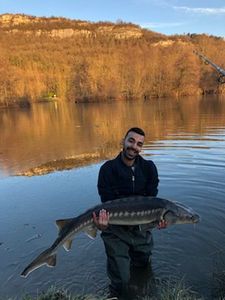 Sturgeon