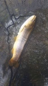 Brown Trout