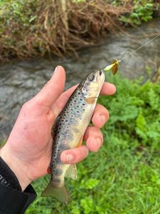 Brown Trout