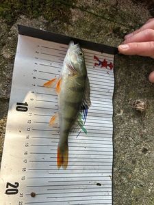 European Perch