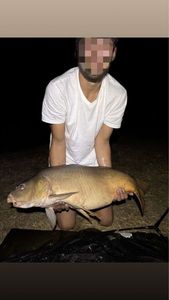 Mirror Carp