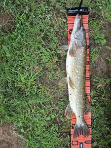 Northern Pike