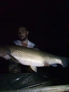 Grass Carp