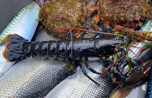 European Lobster