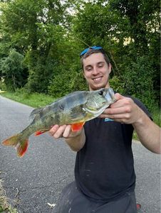 European Perch