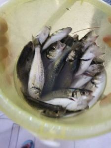 Spotted Seabass