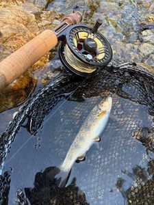Brown Trout