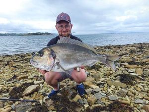 Gilthead Seabream