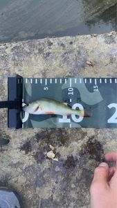European Perch