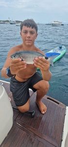 Saddled Seabream