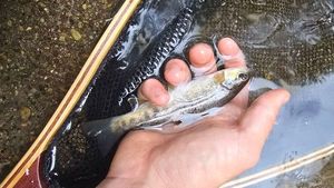 Brown Trout