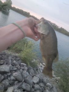 Largemouth Bass