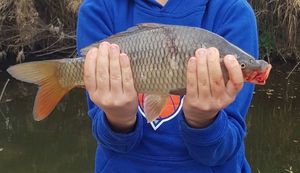 Common Carp